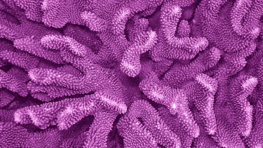 Purple polyps