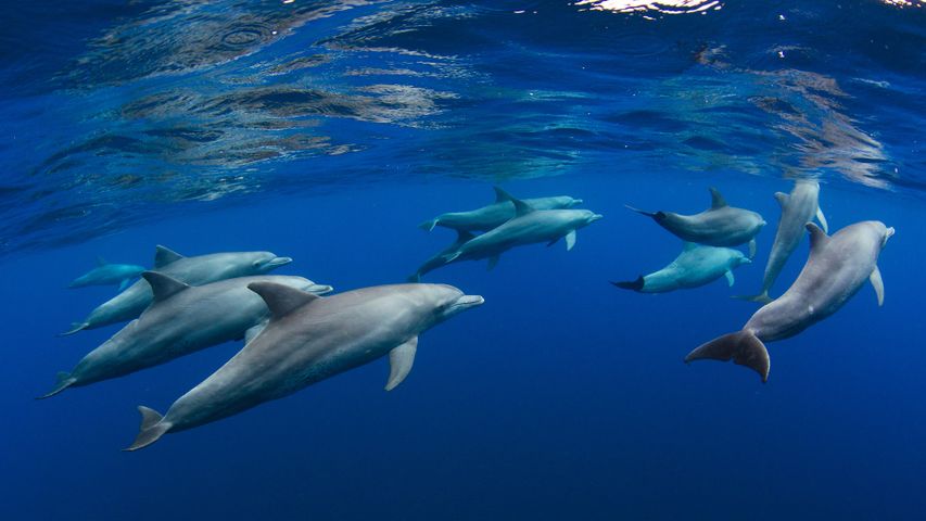 Dolphin pod near Réunion, overseas department of France, Indian Ocean ...