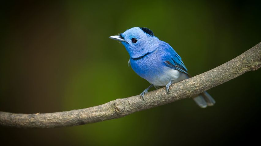 Birdie of blue