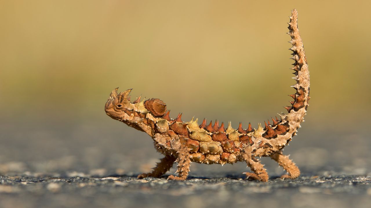 Thorny Devil (Moloch horridus) in Watarrka National Park, Northern Territory