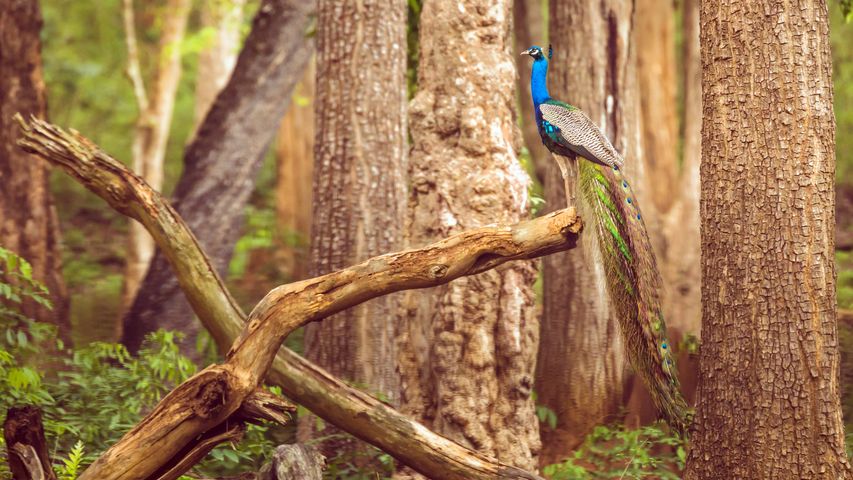 纳加尔霍雷国家公园的孔雀，印度卡纳塔克邦