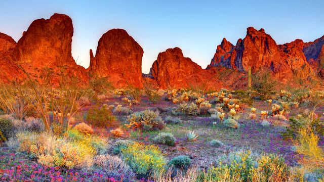 Refugio Nacional de Vida Silvestre de Kofa, Arizona, EE. UU.