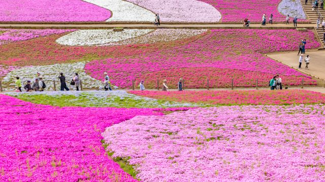 Parque Hitsujiyama, Prefectura de Saitama, Japón