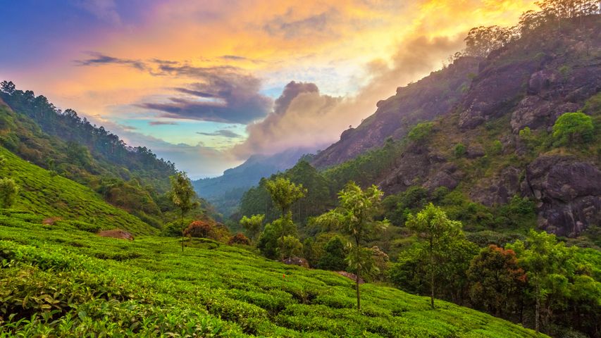 Tea plantation near Munnar, Kerala