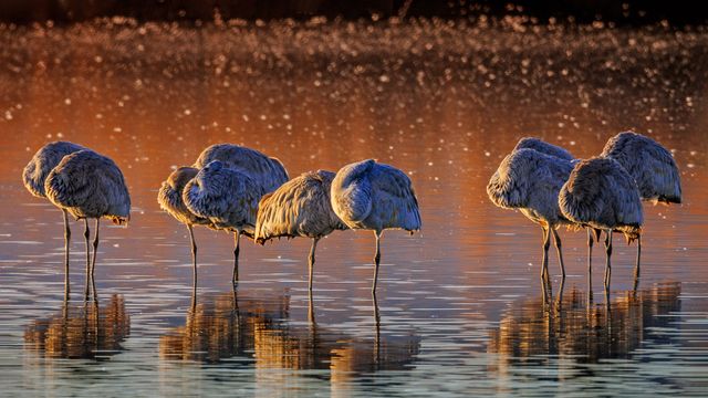 Grullas grises, Refugio Nacional de Vida Silvestre Bosque del Apache, Nuevo México
