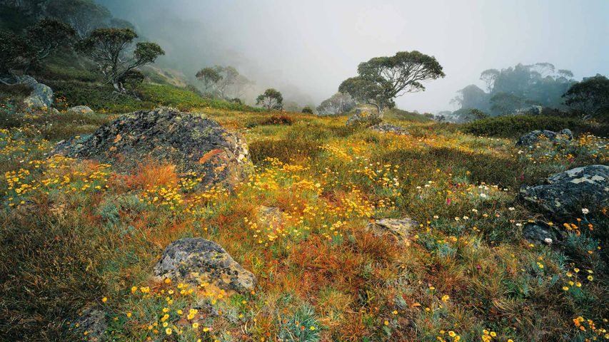 阿尔卑斯国家公园豪伊特山上雾中的野花，澳大利亚维多利亚