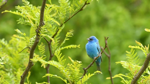 An indigo bunting perched on a branch, Texas