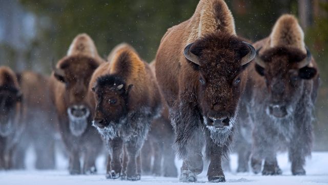 Bison at Yellowstone National Park, Wyoming