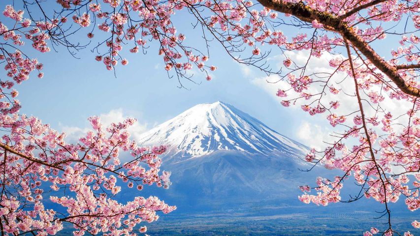 ｢富士山と桜｣山梨, 河口湖