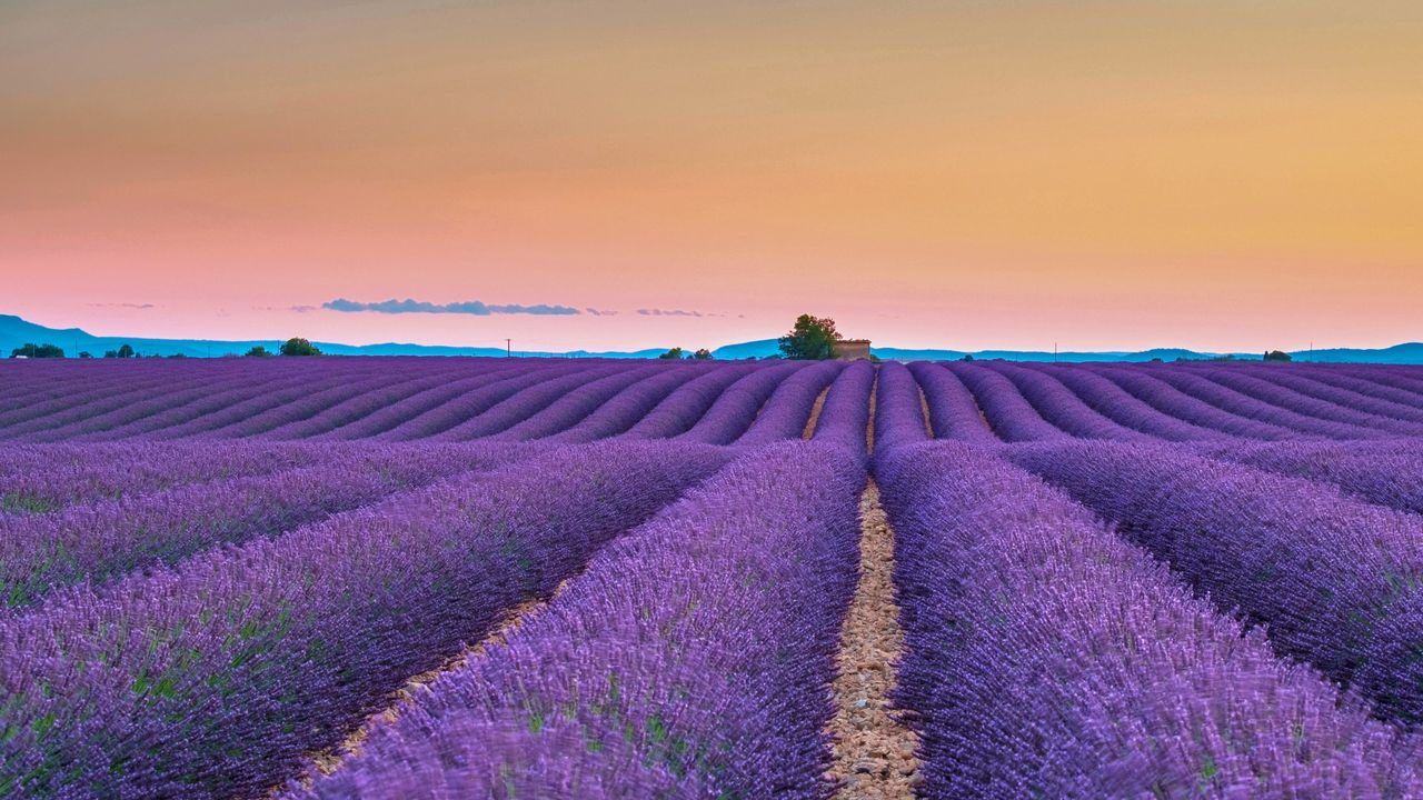Campos de lavanda en la meseta de Valensole en Provenza, Francia