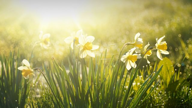 Spring daffodils glowing in morning light