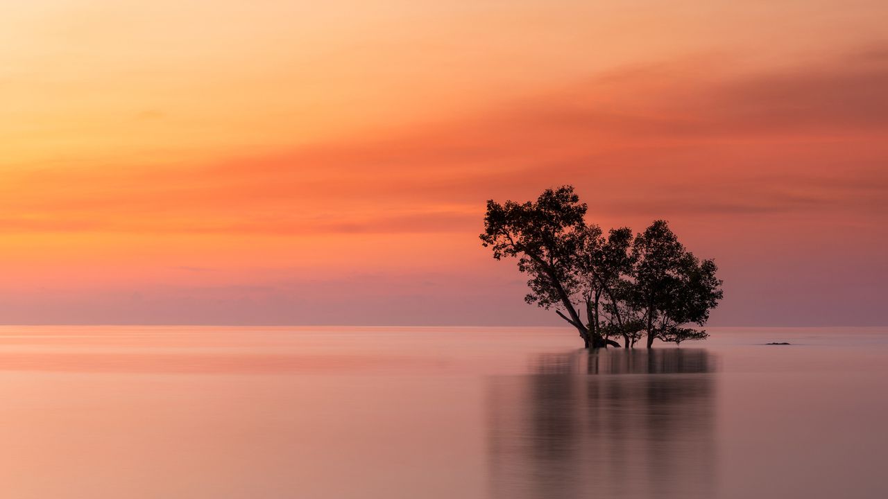 A tree at sea