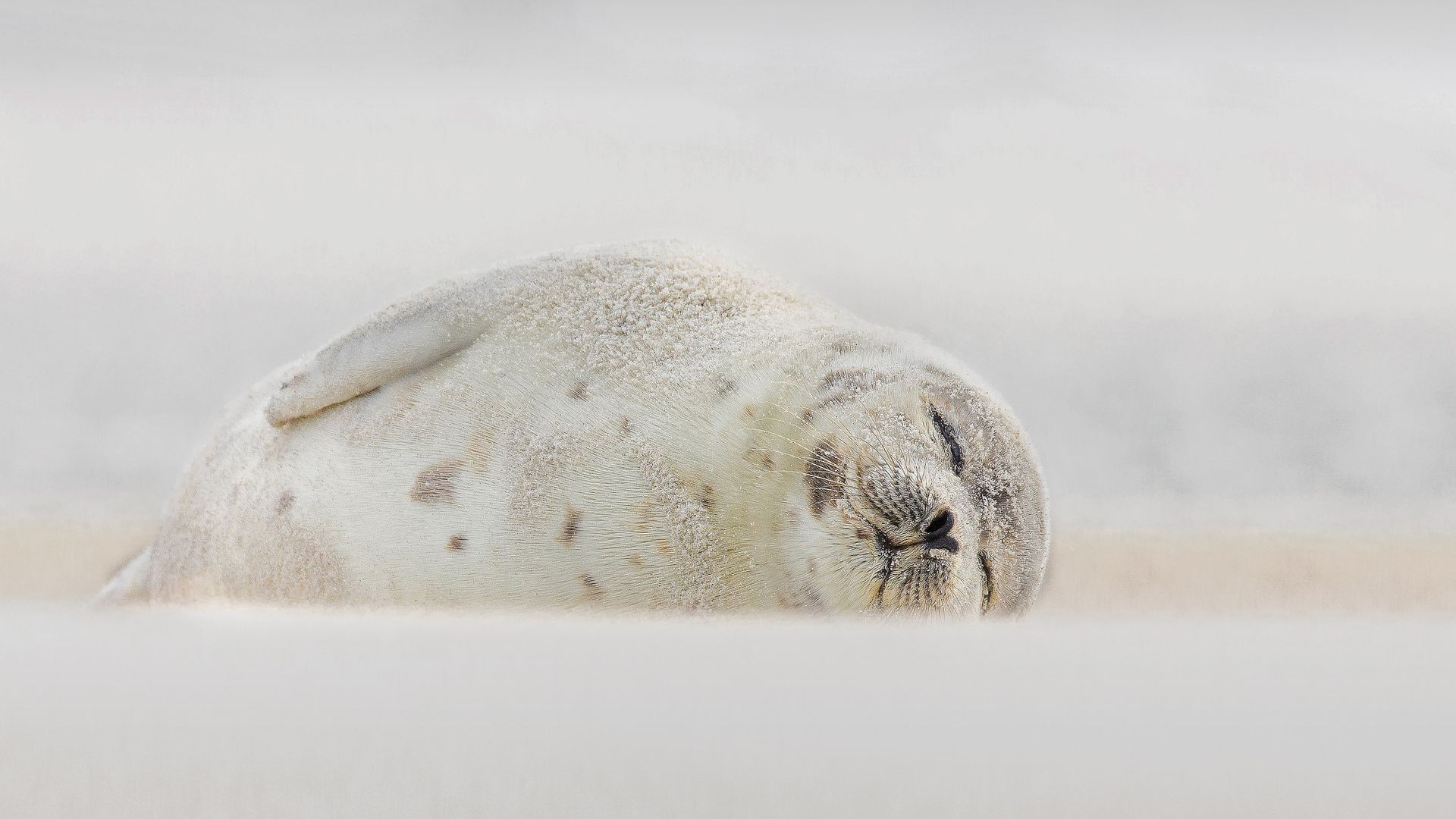 眠るタテゴトアザラシ 米国 ニューヨーク州 Bing Gallery