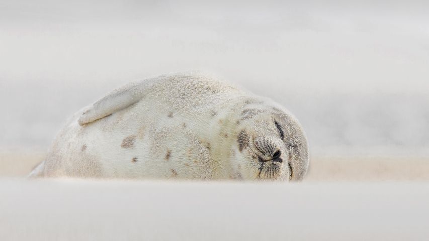 睡在海滩上的竖琴海豹，纽约长岛
