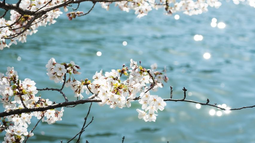 ｢川辺の桜｣ 大阪府