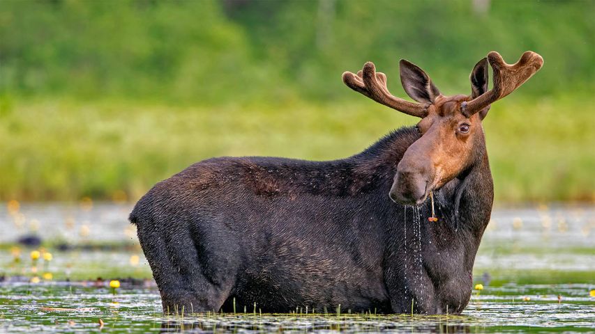 Un élan dégustant des fleurs près de Millinocket, Maine, États-Unis