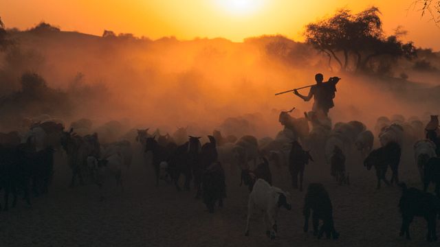Shepherd with flock of sheep at dawn, Thar desert