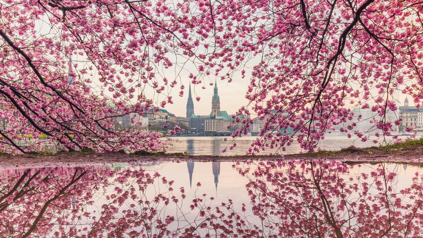 Blühende Kirschbäume an der Binnenalster, Hamburg