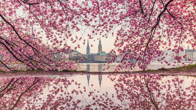 Blühende Kirschbäume an der Binnenalster, Hamburg
