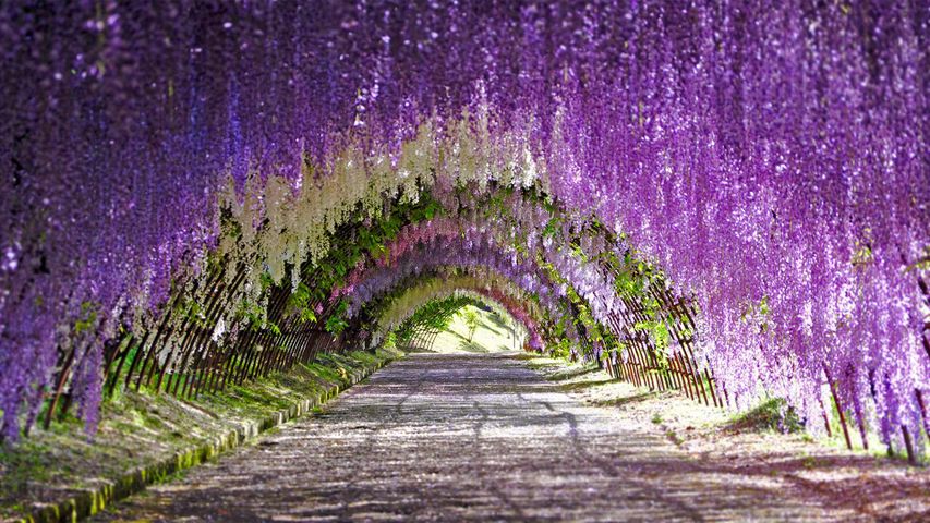 Wisteria blooms at Kawachi Fuji Gardens in Kitakyushu, Japan