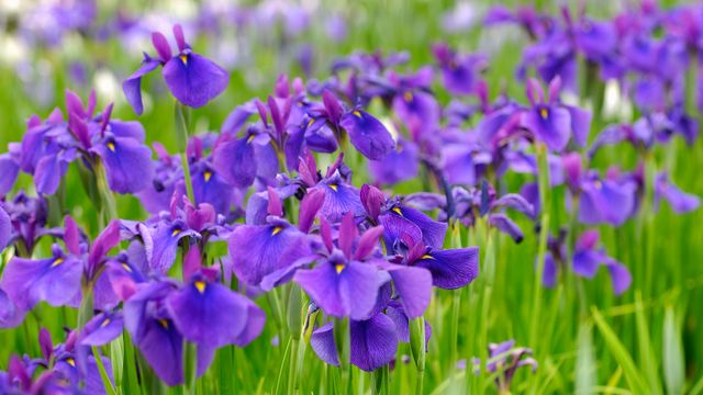 菖蒲, 山形県 長井市