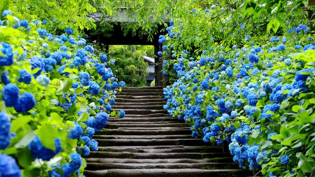 ｢明月院｣神奈川, 鎌倉