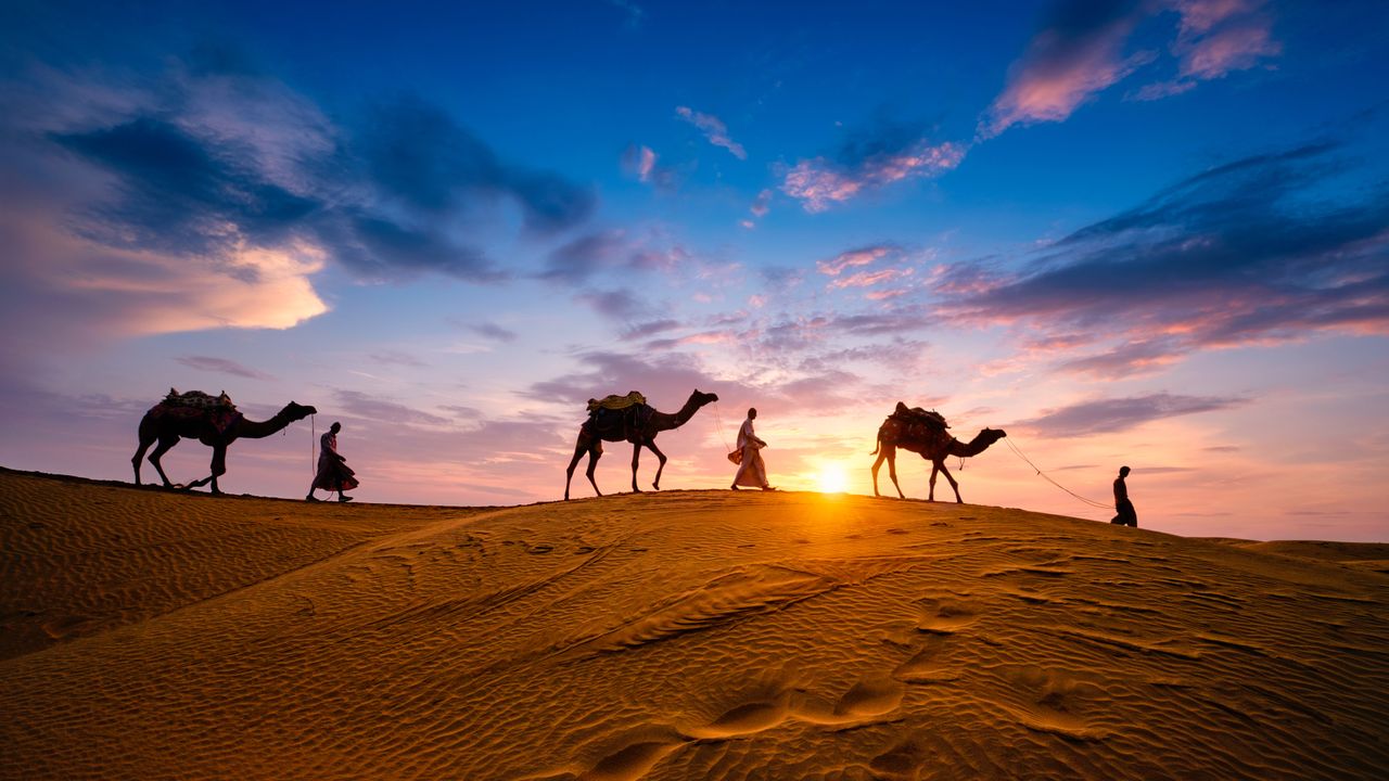 Camels at Jaisalmer, Rajasthan, India