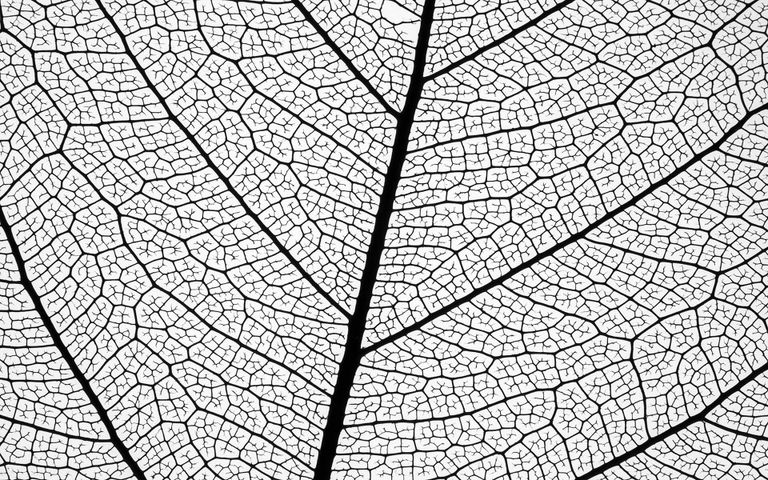 Leafy Structures Windows 10 Theme
