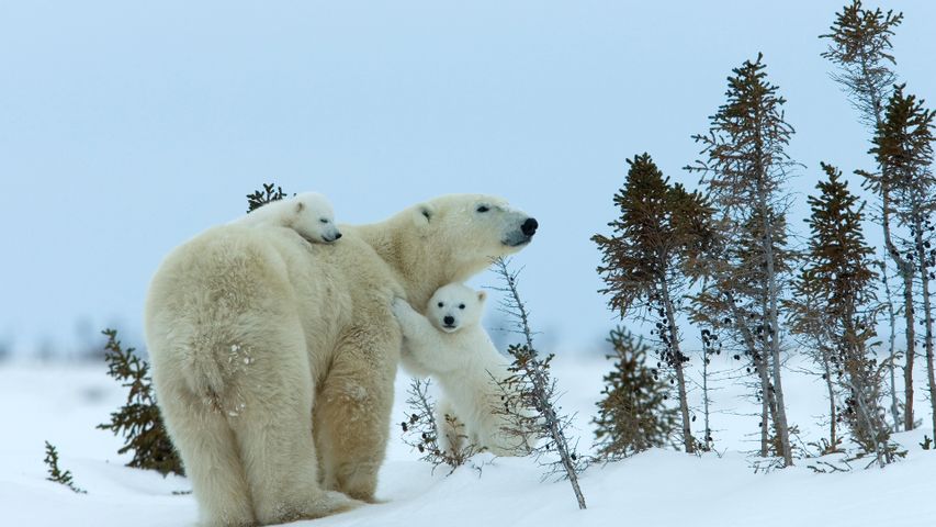 Madre y crías de oso polar, Churchill, Manitoba, Canadá