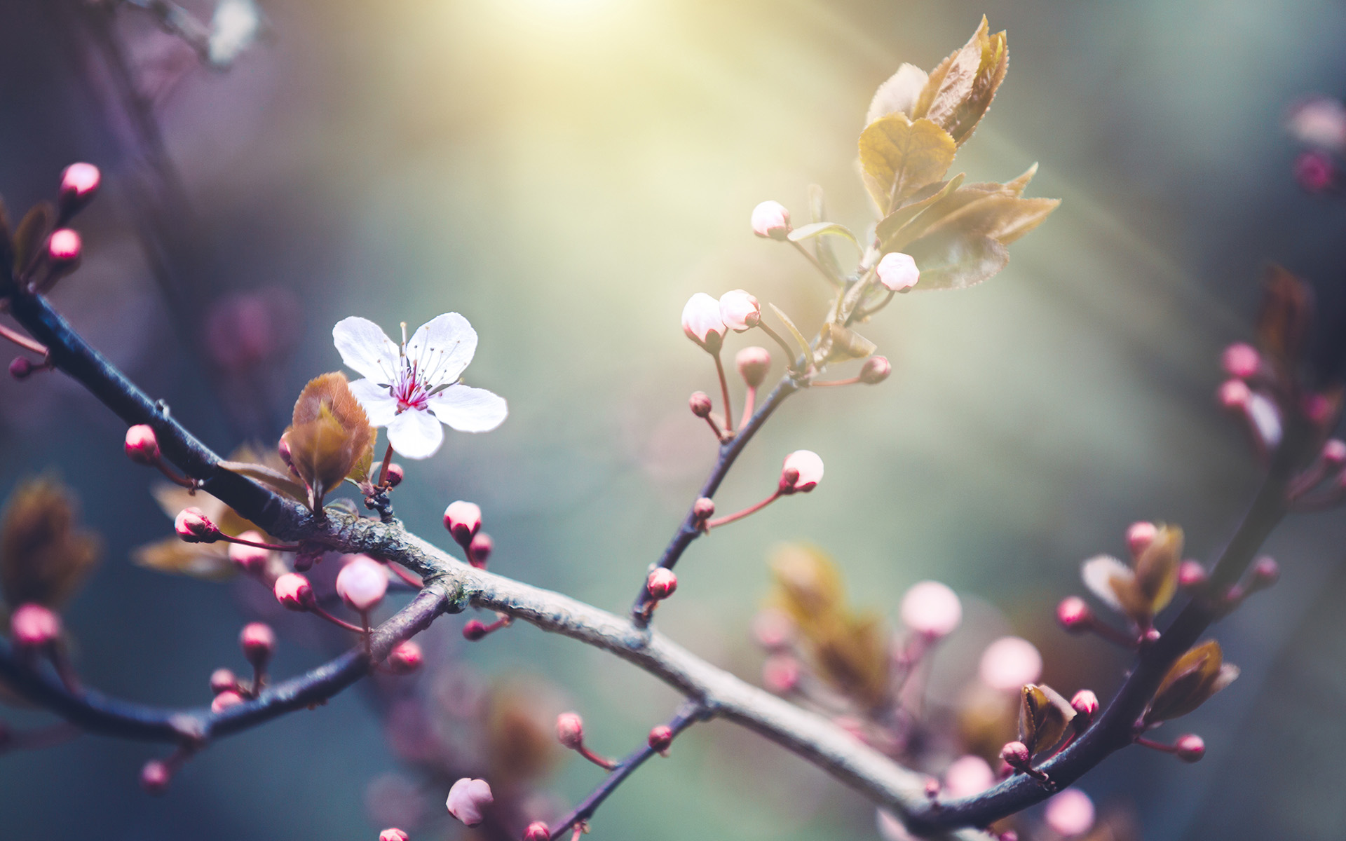 Cherry Blossoms Theme for Windows 10 | Free Wallpaper Themes