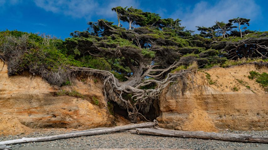 Albero di Kalaloch, alias l'albero della vita, Kalaloch Beach, Parco Nazionale di Olympic, Washington, Stati Uniti