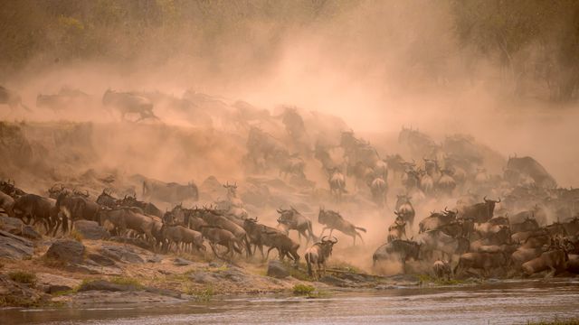 Migrating wildebeest crossing Mara River in Masai Mara, Kenya