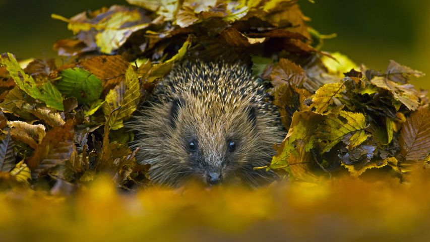 Hedgehog (Erinaceus europaeus) sheltering in a pile of fallen leaves, Sussex
