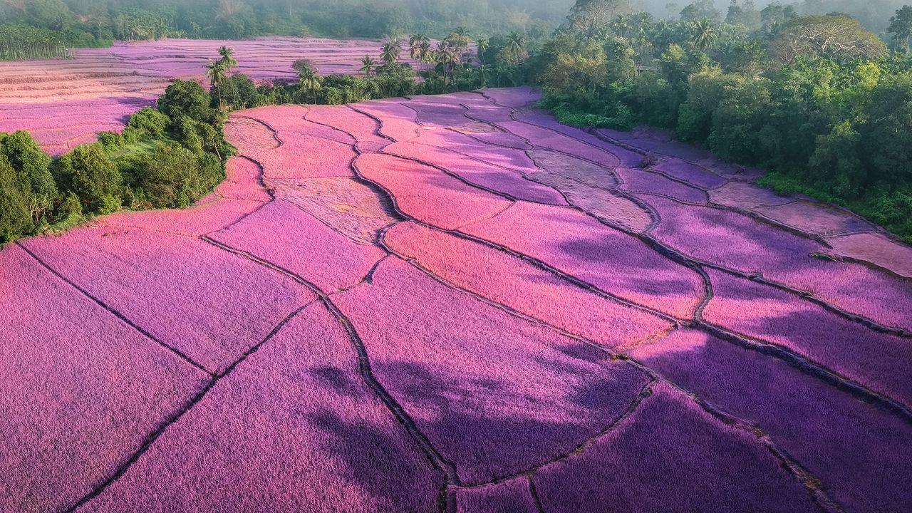 Sunrise over misty lavender fields - Bing Gallery · Peapix, image size:1280x720
