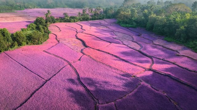 Sunrise over misty lavender fields, India