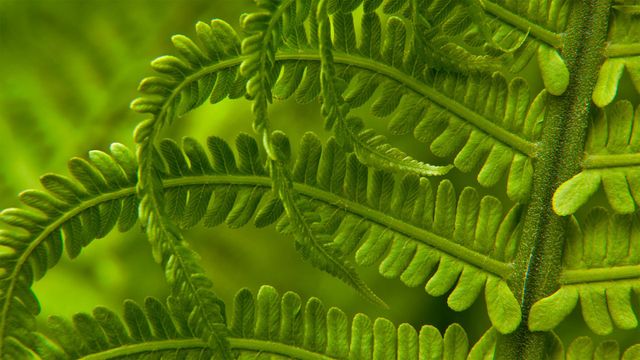 「クサソテツ」米国, ワシントン州