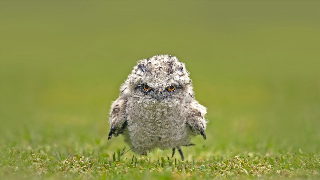 Tawny frogmouth chick, Australia
