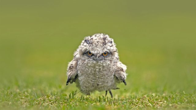 Tawny frogmouth chick, Australia