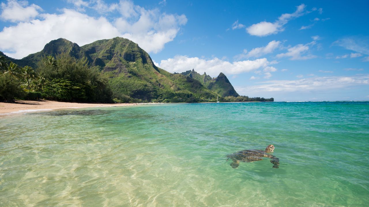 Honu swimming in clear ocean water, Tunnels Beach, Kauai