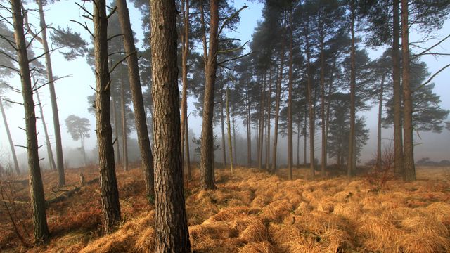 Ashdown Forest Landscape, East Sussex, UK