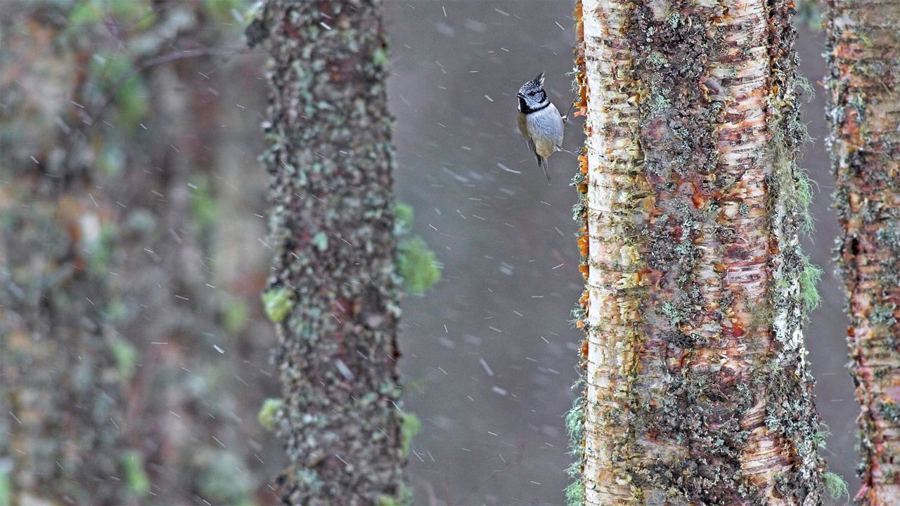 A European crested tit weathers a storm in Scotland