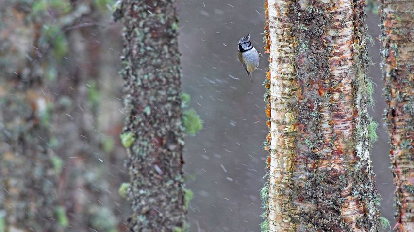 一只经受暴风雨的冠山雀，苏格兰