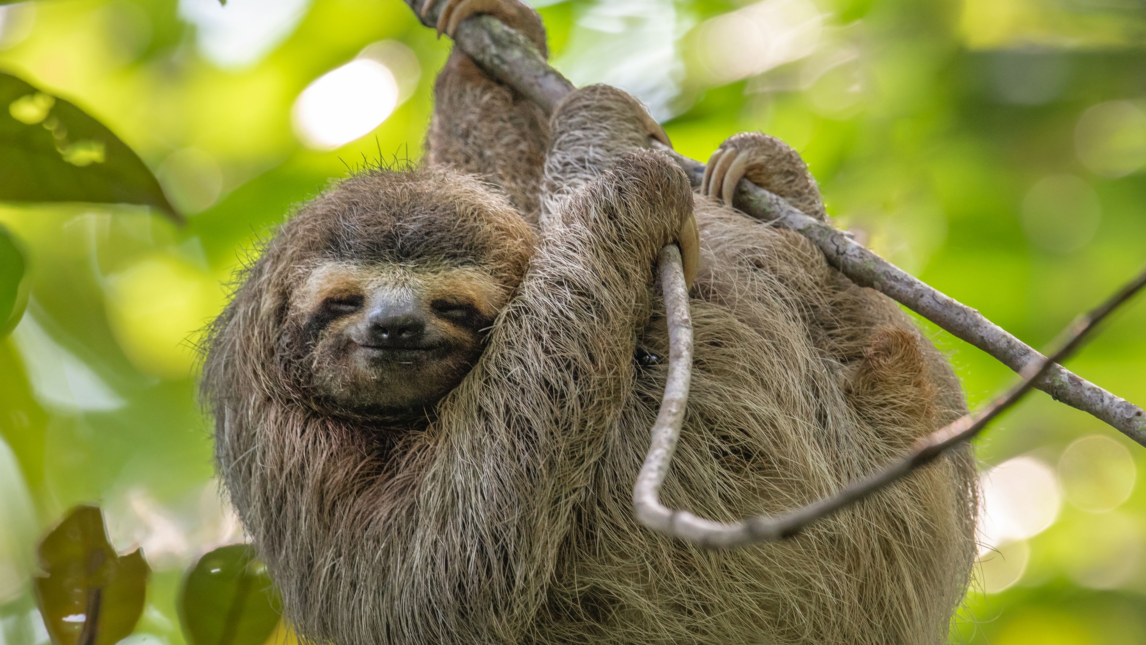 木の枝にぶら下がるナマケモノ, コスタリカ - Bing Gallery 木の枝にぶら下がるナマケモノ, コスタリカ - Bing Gallery