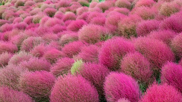 赤く染まるコキア, 茨城
