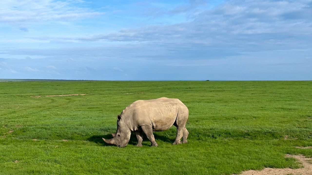 Rhinoceros grazing in green grassland
