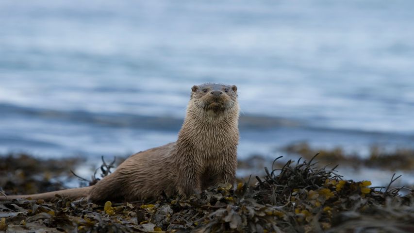 Otters Windows 10 Theme