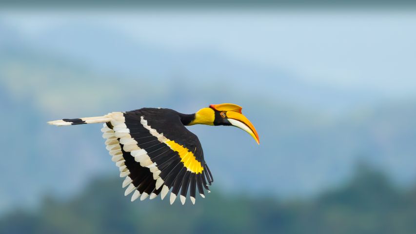 Grande bucero, Parco nazionale di Khao Yai, Thailandia