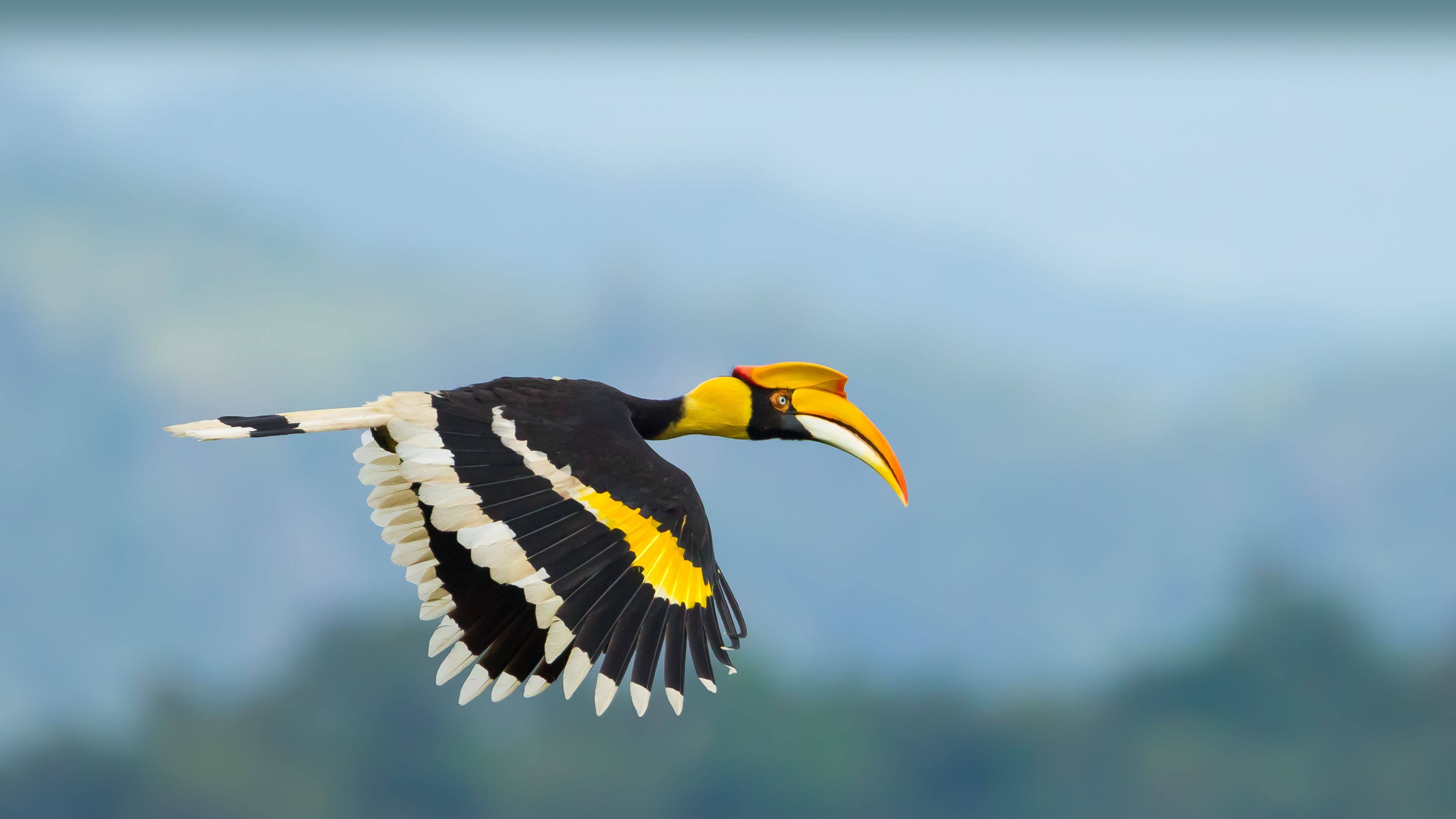 Great hornbill, Khao Yai National Park, Thailand - Bing Gallery