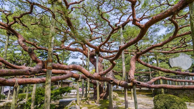 ｢兼六園の手向けの松｣金沢市