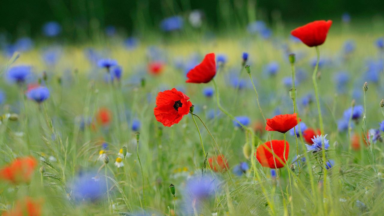 Blumenwiese mit Klatschmohn (Papaver rhoeas) und Kornblumen (Centaurea cyanus), Nordrhein-Westfalen, Deutschland